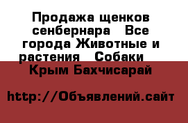 Продажа щенков сенбернара - Все города Животные и растения » Собаки   . Крым,Бахчисарай